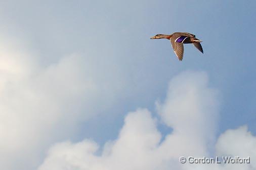 Duck In Flight_05217.jpg - Photographed near Lindsay, Ontario, Canada.